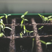 (de) Garten in der Stadt